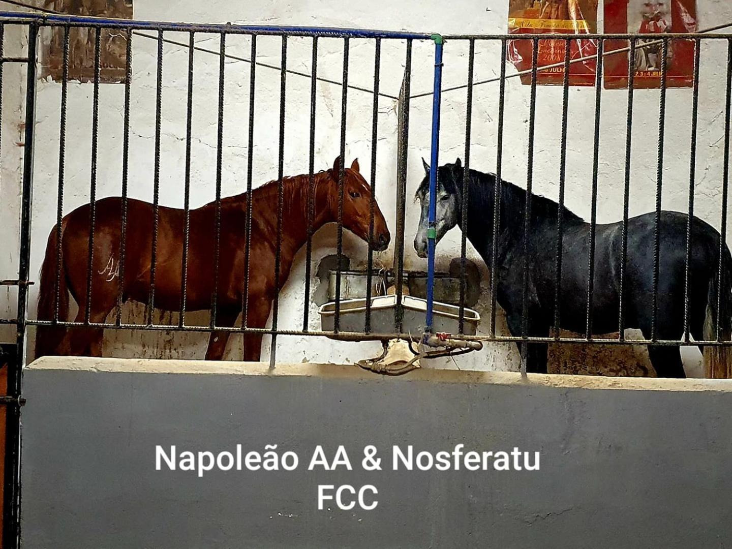 Horse Riding Country House Vila Franca de Xira Εξωτερικό φωτογραφία