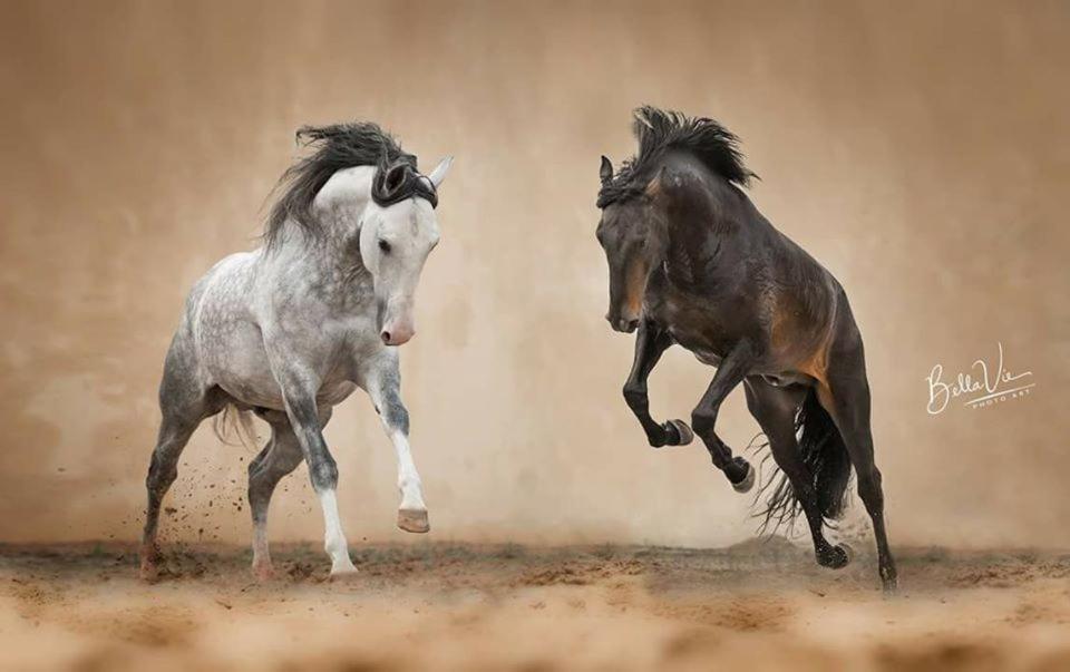 Horse Riding Country House Vila Franca de Xira Εξωτερικό φωτογραφία