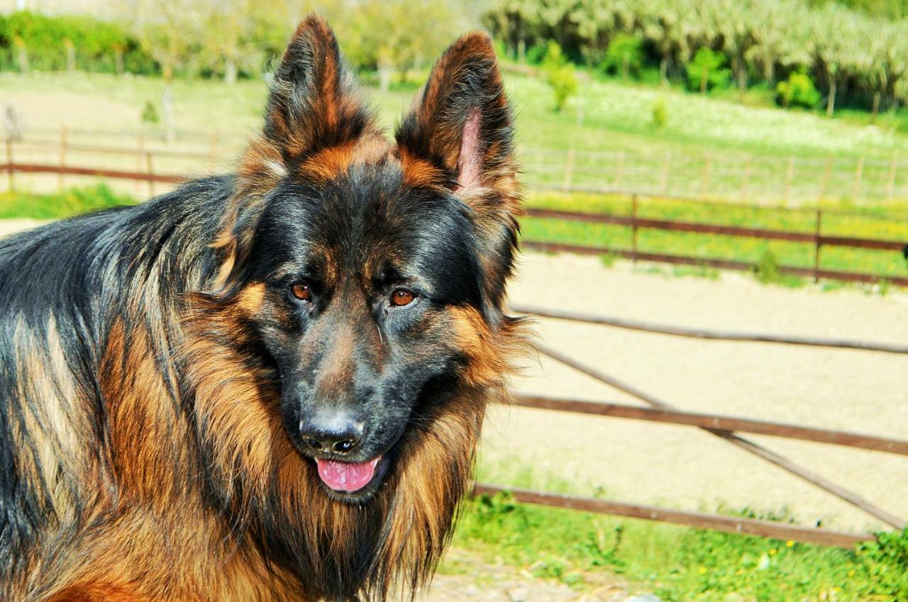 Horse Riding Country House Vila Franca de Xira Εξωτερικό φωτογραφία