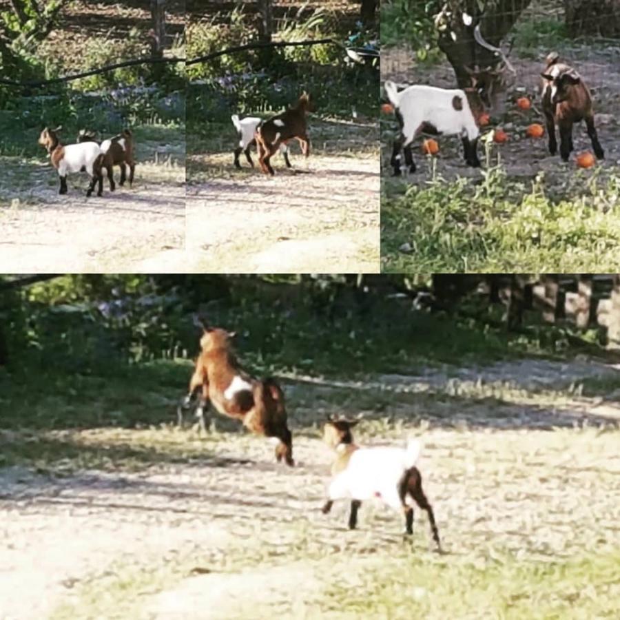Horse Riding Country House Vila Franca de Xira Εξωτερικό φωτογραφία